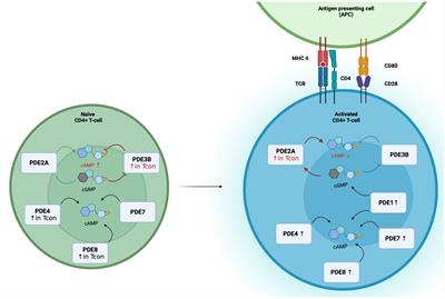 A mini-review: phosphodiesterases in charge to balance intracellular cAMP during T-cell activation